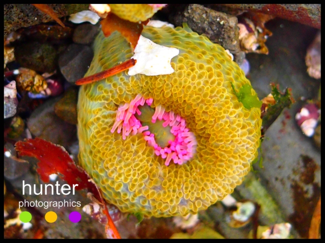 anemone, pender island, british columbia, canada