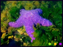 star fish under water