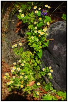 flowers and rock